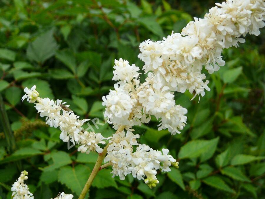 Čechrava japonská 'Deutschland' - Astilbe japonica 'Deutschland'