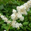 Čechrava japonská 'Deutschland' - Astilbe japonica 'Deutschland'