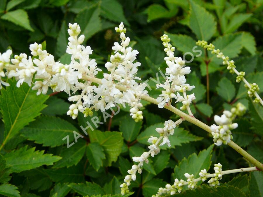 Čechrava japonská 'Deutschland' - Astilbe japonica 'Deutschland'