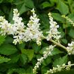 Čechrava japonská 'Deutschland' - Astilbe japonica 'Deutschland'