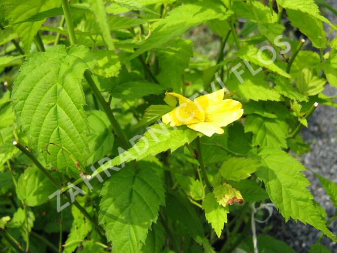 Zákula japonská 'Golden Guinea' - Kerria japonica 'Golden Guinea'