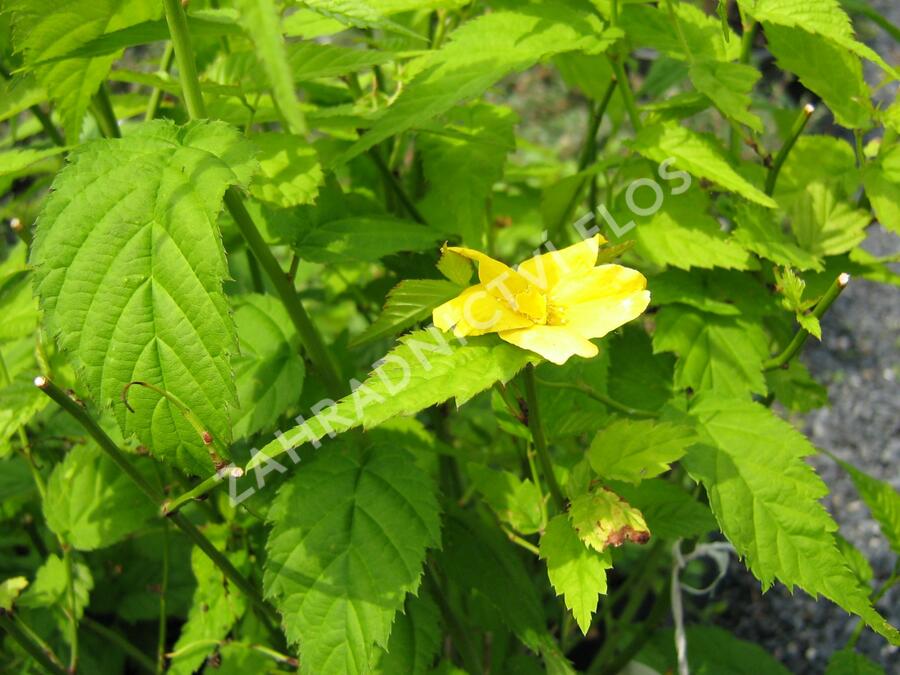 Zákula japonská 'Golden Guinea' - Kerria japonica 'Golden Guinea'