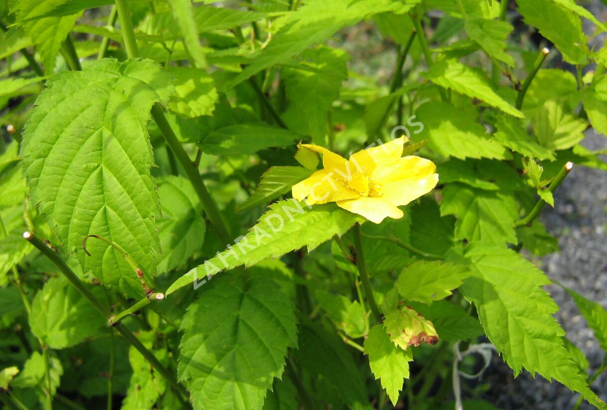 Zákula japonská 'Golden Guinea' - Kerria japonica 'Golden Guinea'