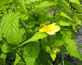 Zákula japonská 'Golden Guinea'