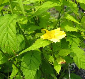 Zákula japonská 'Golden Guinea' - Kerria japonica 'Golden Guinea'