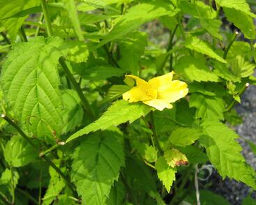 Zákula japonská 'Golden Guinea'
