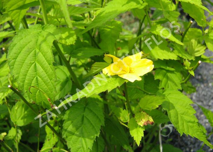 Zákula japonská 'Golden Guinea' - Kerria japonica 'Golden Guinea'