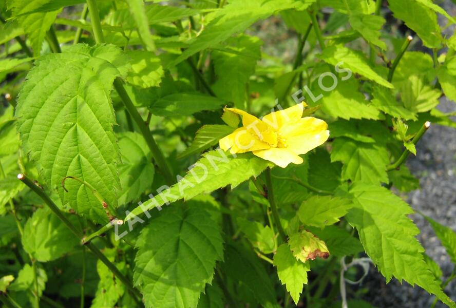 Zákula japonská 'Golden Guinea' - Kerria japonica 'Golden Guinea'