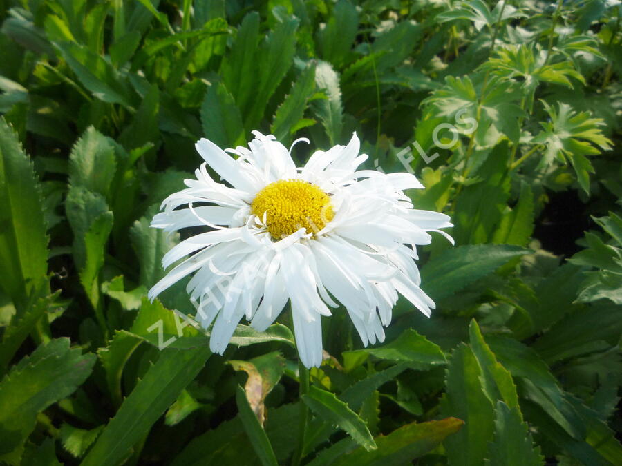 Kopretina největší 'Snowdrift' - Leucanthemum maximum 'Snowdrift'