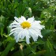 Kopretina největší 'Snowdrift' - Leucanthemum maximum 'Snowdrift'