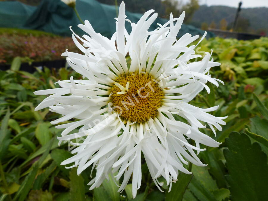 Kopretina největší 'Snowdrift' - Leucanthemum maximum 'Snowdrift'