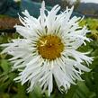 Kopretina největší 'Snowdrift' - Leucanthemum maximum 'Snowdrift'