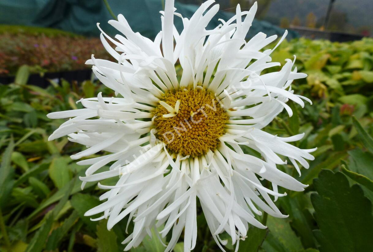 Kopretina největší 'Snowdrift' - Leucanthemum maximum 'Snowdrift'