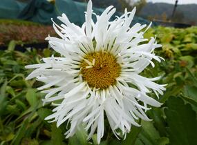Kopretina největší 'Snowdrift' - Leucanthemum maximum 'Snowdrift'