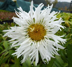 Kopretina největší 'Snowdrift' - Leucanthemum maximum 'Snowdrift'