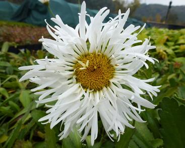 Kopretina největší 'Snowdrift'