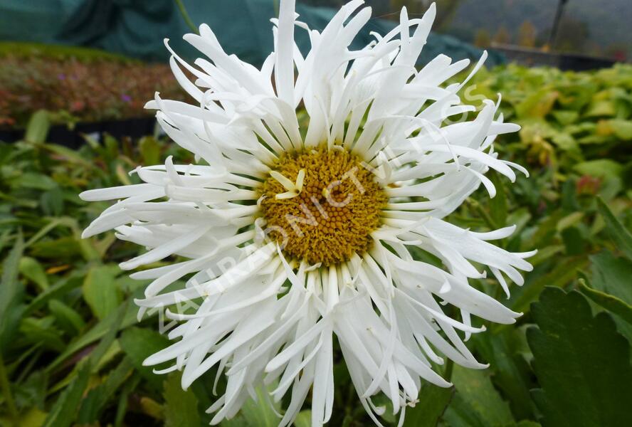 Kopretina největší 'Snowdrift' - Leucanthemum maximum 'Snowdrift'