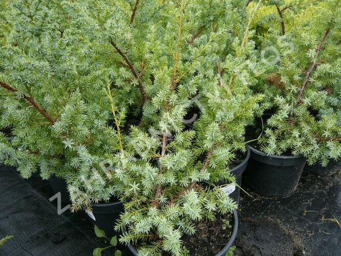 Jalovec čínský 'Blue Alps' - Juniperus chinensis 'Blue Alps'