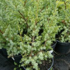 Jalovec čínský 'Blue Alps' - Juniperus chinensis 'Blue Alps'