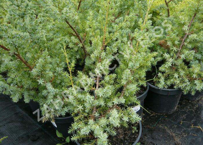 Jalovec čínský 'Blue Alps' - Juniperus chinensis 'Blue Alps'