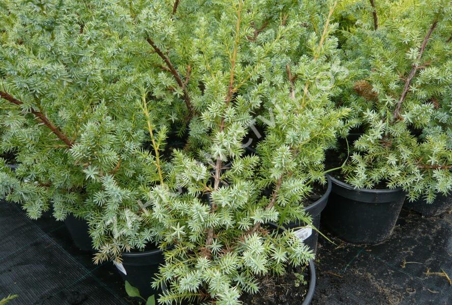 Jalovec čínský 'Blue Alps' - Juniperus chinensis 'Blue Alps'