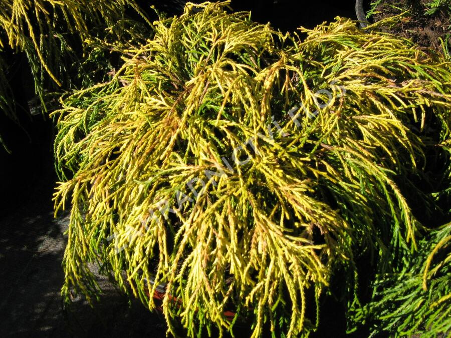 Cypřišek hrachonosný 'Golden Mop' - Chamaecyparis pisifera 'Golden Mop'