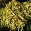 Cypřišek hrachonosný 'Golden Mop' - Chamaecyparis pisifera 'Golden Mop'