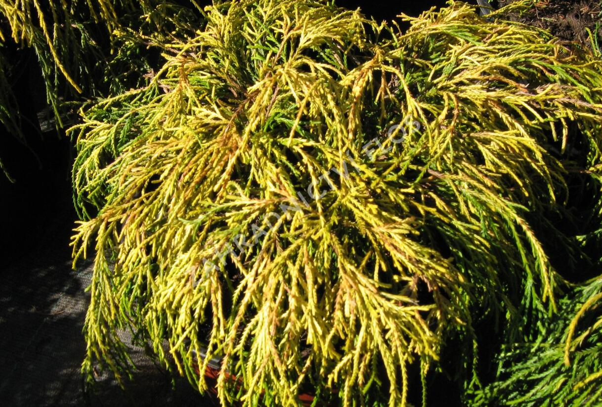 Cypřišek hrachonosný 'Golden Mop' - Chamaecyparis pisifera 'Golden Mop'