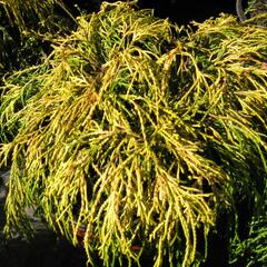 Cypřišek hrachonosný 'Golden Mop' - Chamaecyparis pisifera 'Golden Mop'