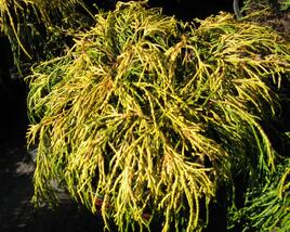 Cypřišek hrachonosný 'Golden Mop'