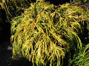 Cypřišek hrachonosný 'Golden Mop' - Chamaecyparis pisifera 'Golden Mop'