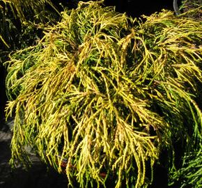 Cypřišek hrachonosný 'Golden Mop' - Chamaecyparis pisifera 'Golden Mop'