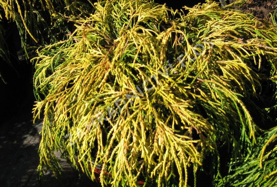 Cypřišek hrachonosný 'Golden Mop' - Chamaecyparis pisifera 'Golden Mop'