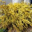 Cypřišek hrachonosný 'Golden Mop' - Chamaecyparis pisifera 'Golden Mop'