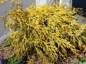 Cypřišek hrachonosný 'Golden Mop' - Chamaecyparis pisifera 'Golden Mop'