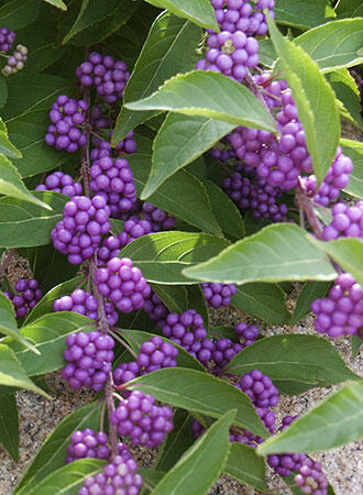 Krásnoplodka vidličnatá 'Issai' - Callicarpa dichotoma 'Issai'