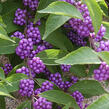 Krásnoplodka vidličnatá 'Issai' - Callicarpa dichotoma 'Issai'