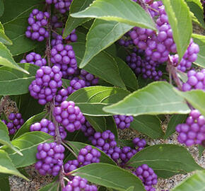 Krásnoplodka vidličnatá 'Issai' - Callicarpa dichotoma 'Issai'