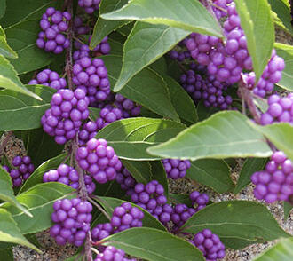 Krásnoplodka vidličnatá 'Issai'