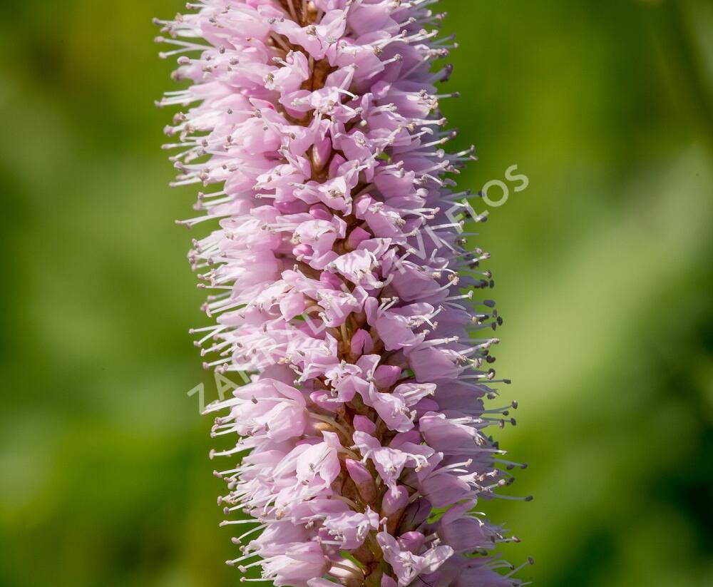 Rdesno hadí kořen 'Superbum' - Bistorta officinalis 'Superbum'