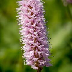 Rdesno hadí kořen 'Superbum' - Bistorta officinalis 'Superbum'