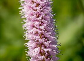 Rdesno hadí kořen 'Superbum' - Bistorta officinalis 'Superbum'