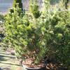 borovice pyrenejsk - Pinus uncinata