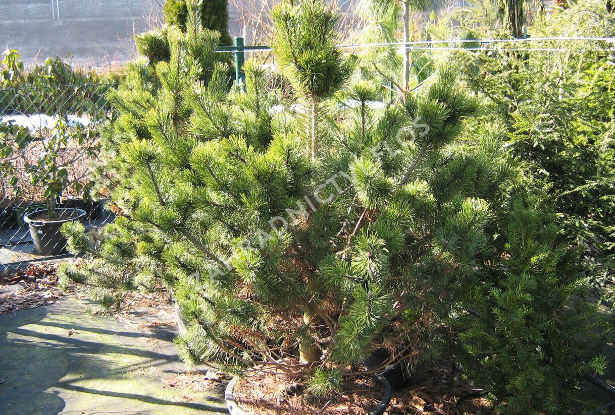 Borovice pyrenejská - Pinus uncinata