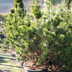 Borovice pyrenejská - Pinus uncinata