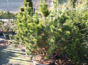 Borovice pyrenejská - Pinus uncinata