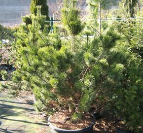 Borovice pyrenejská - Pinus uncinata