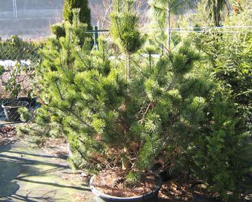 Borovice pyrenejská