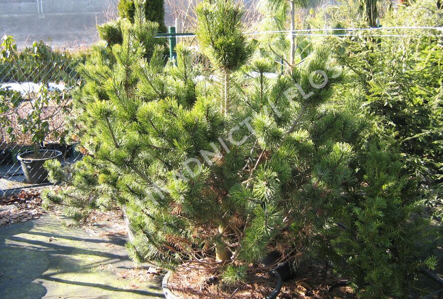 Borovice pyrenejská - Pinus uncinata