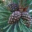 Borovice pyrenejská - Pinus uncinata